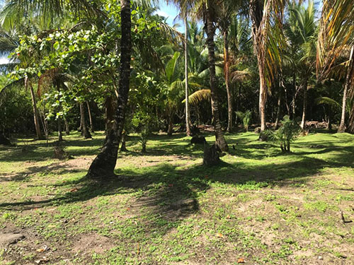 Boipeba - Fazenda À Beira Mar 64 Hectares