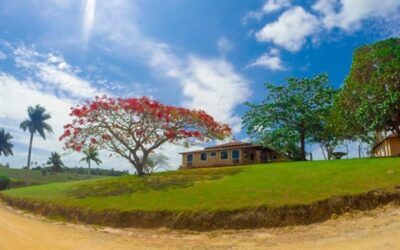 Porto Seguro Rural: Oportunidades Únicas em 6 Fazendas de Cacau, Pecuária e Eucalipto à Venda