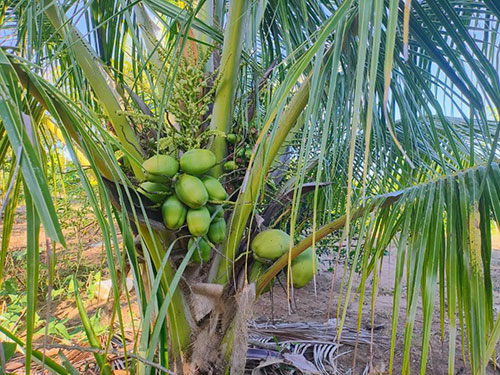 Boipeba - Terreno 3.000m² Cheio de Frutíferas